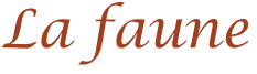 La faune